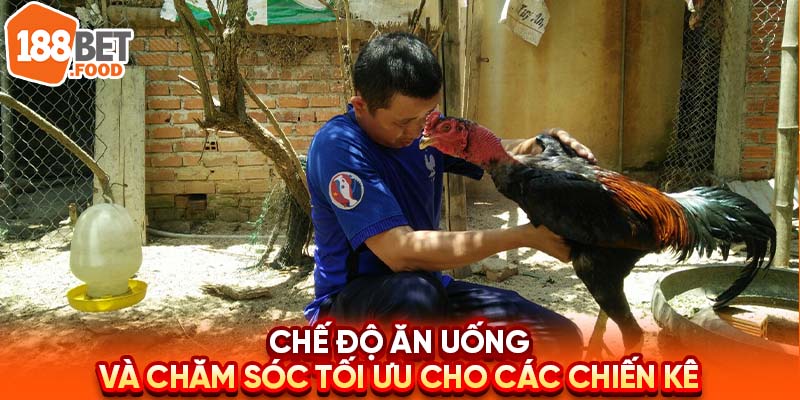 Chế độ dinh dưỡng và chăm sóc tối ưu cho các chiến kê