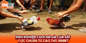Những mẹo chơi Đá Gà Cựa Sắt tinh tế từ cao thủ 188BET để bạn tham khảo.