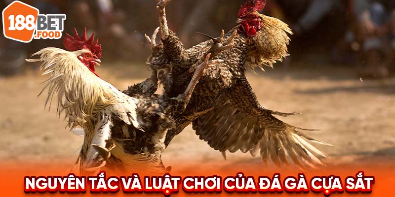 Các quy tắc và luật chơi của đá gà cựa sắt