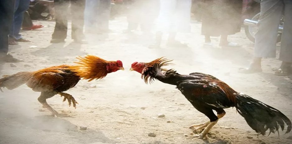 Kinh nghiệm chơi Đá Gà 188bet cho anh em