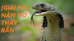 Mơ thấy rắn đánh con gì