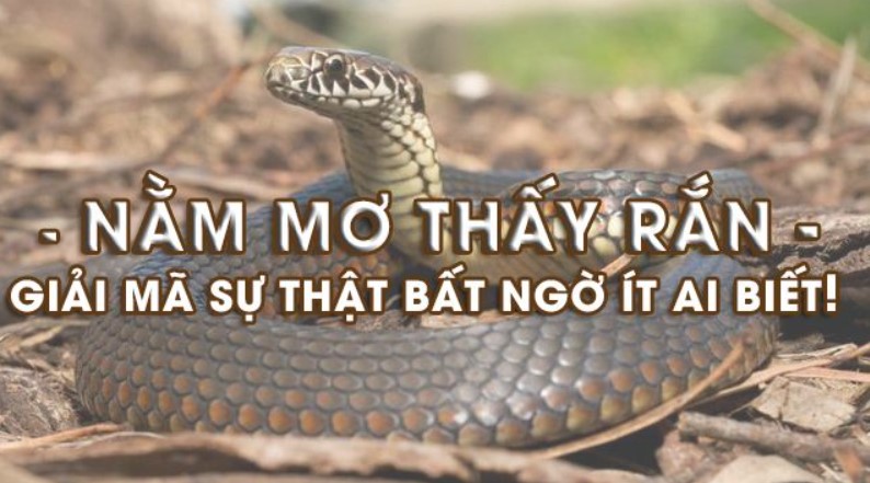 Vì sao bạn lại thấy rắn trong giấc mơ? Ý nghĩa nào dành cho tương lai của bạn?